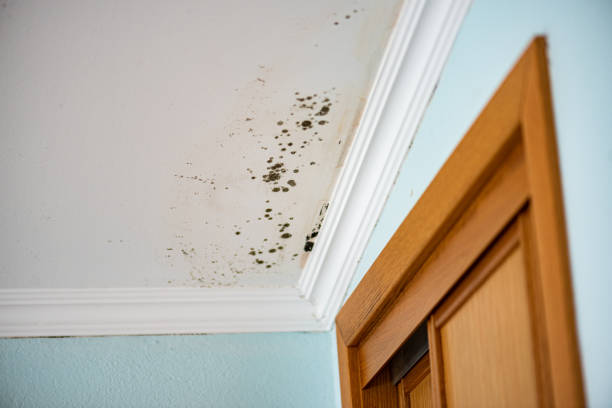 Mold Removal Process in Fox River Grove, IL