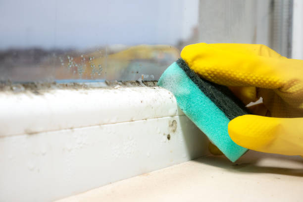 Professional Mold Removal in Fox River Grove, IL