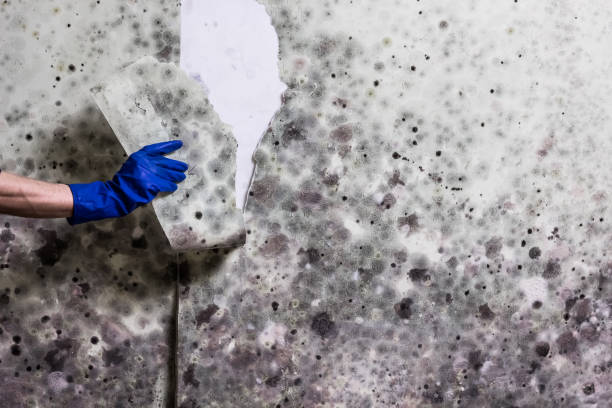 Best Mold Damage Repair  in Fox River Grove, IL